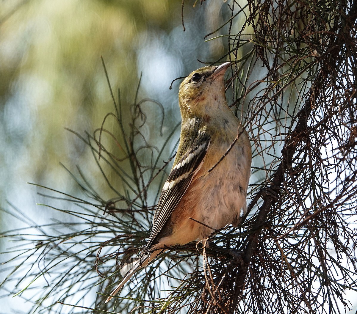Bay-breasted Warbler - ML645034072