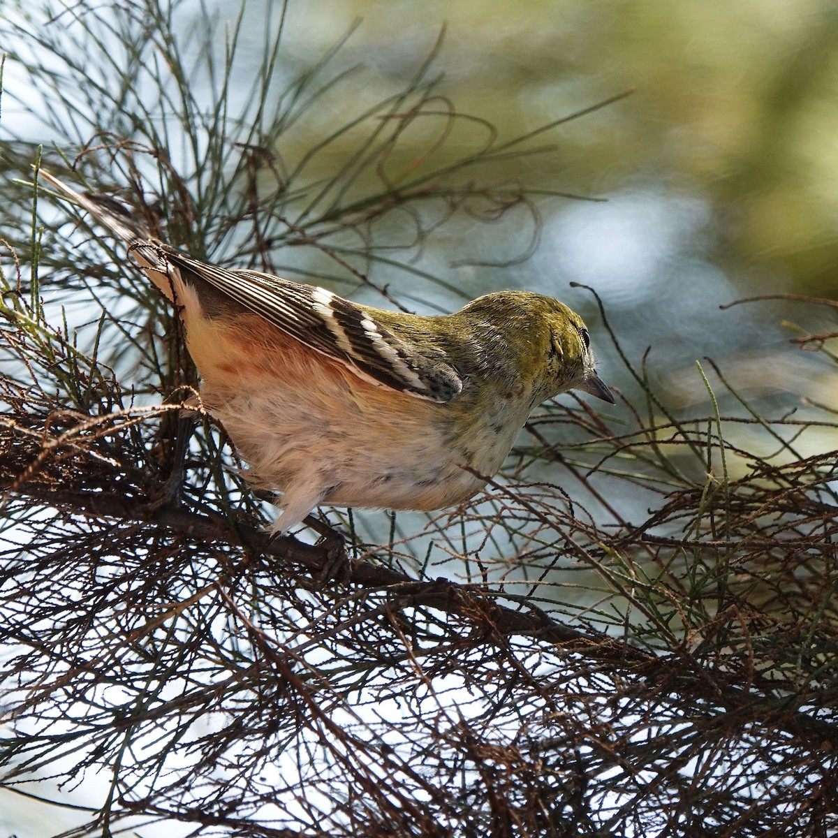 Bay-breasted Warbler - ML645034073