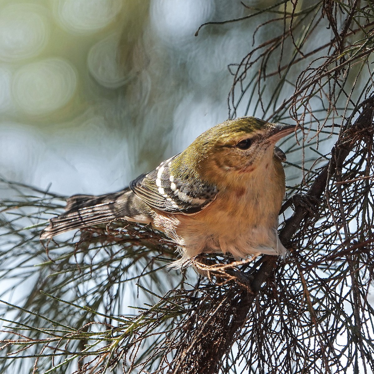 Bay-breasted Warbler - ML645034074