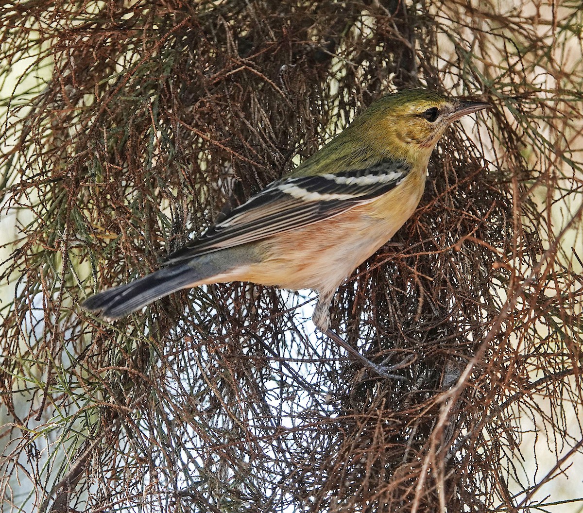 Bay-breasted Warbler - ML645034075