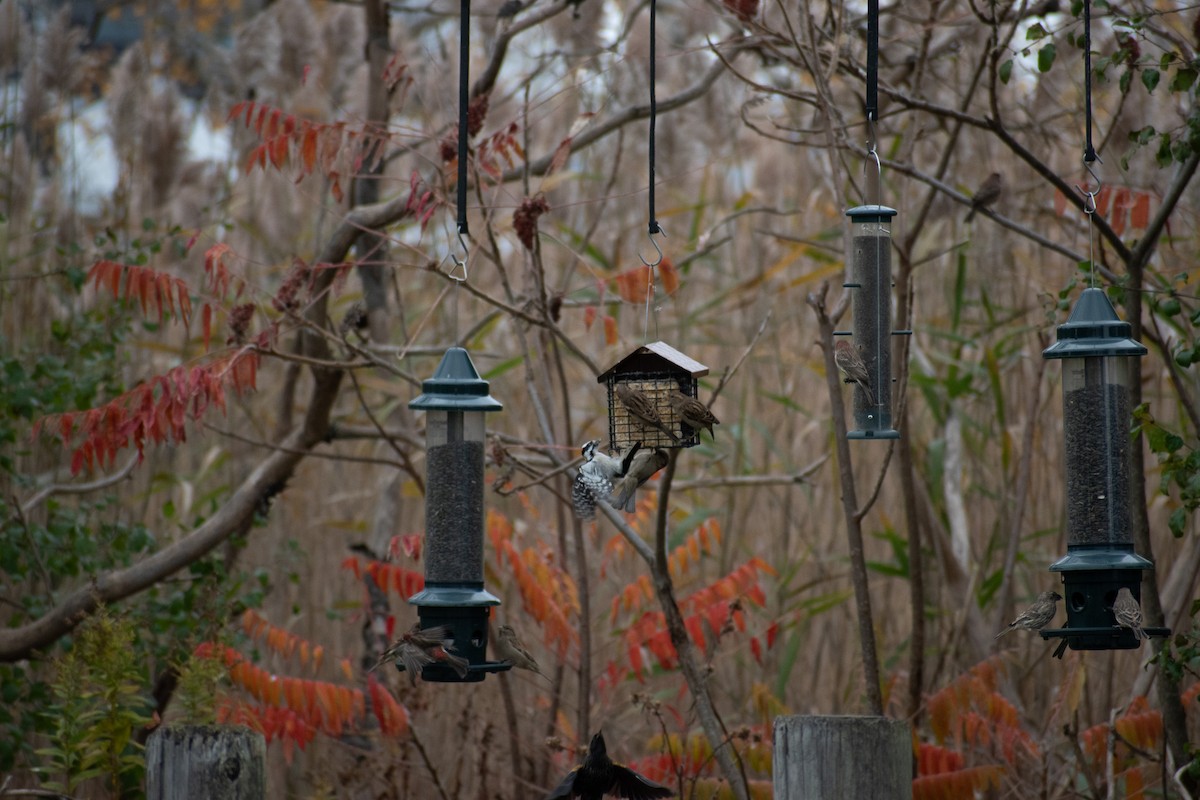 House Finch - ML645034082