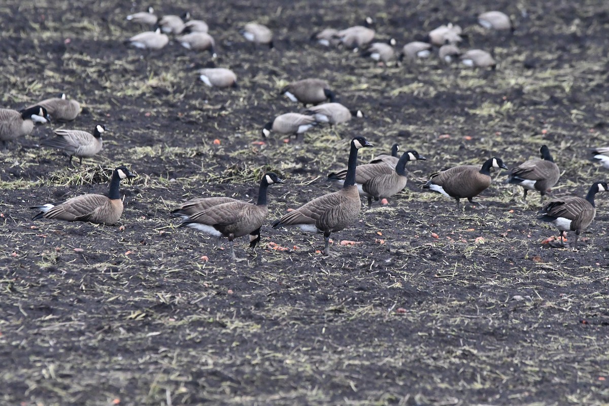 カナダガン（occidentalis／fulva） - ML645034084