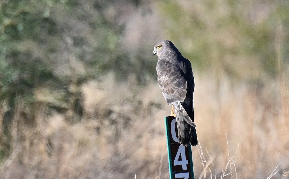 Лунь американський - ML645034085