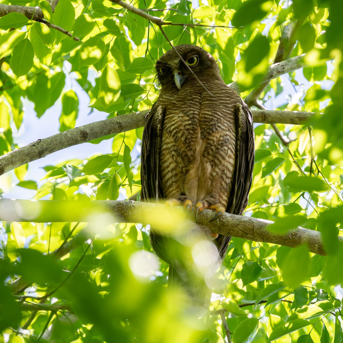 Рыжая иглоногая сова - ML645034087