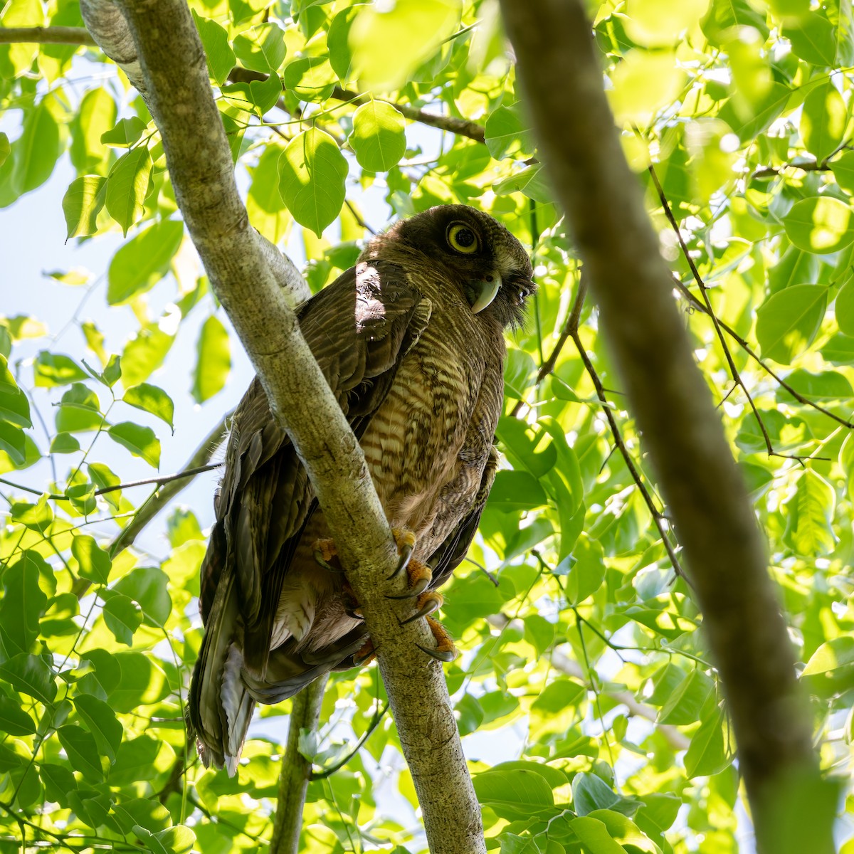 Рыжая иглоногая сова - ML645034088