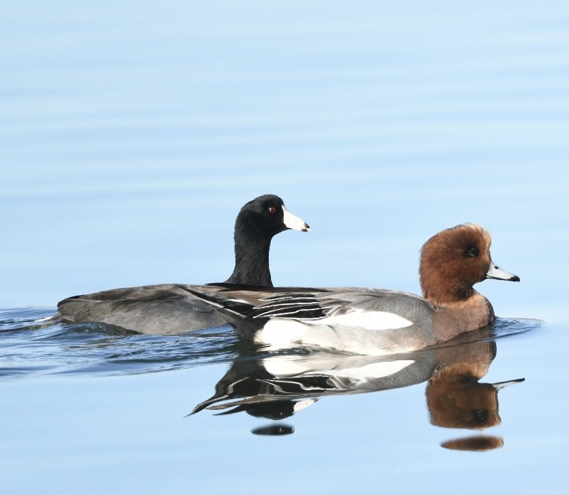 Eurasian Wigeon - ML645034098