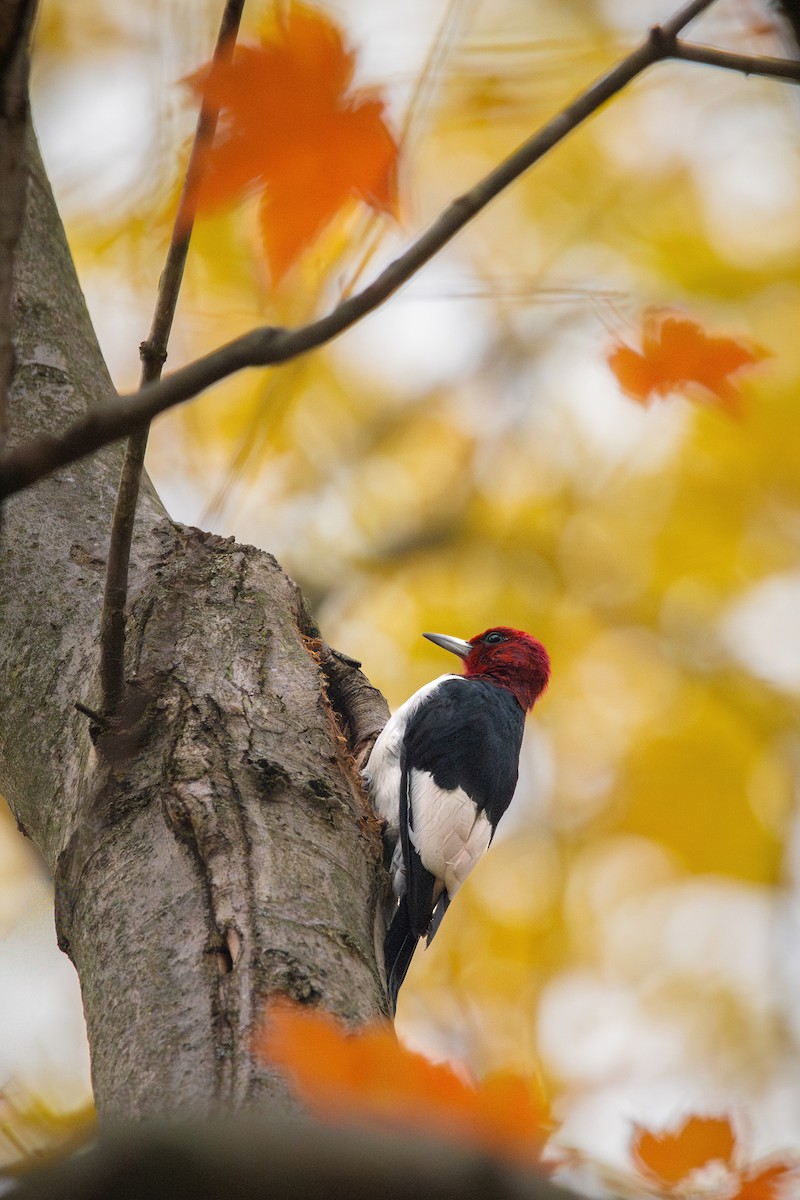 Red-headed Woodpecker - ML645034104