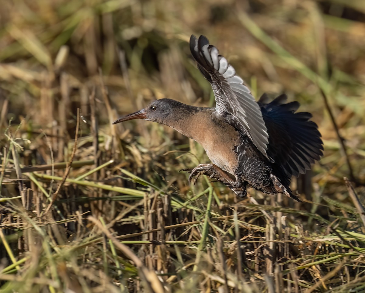 Virginia Rail - ML645034108