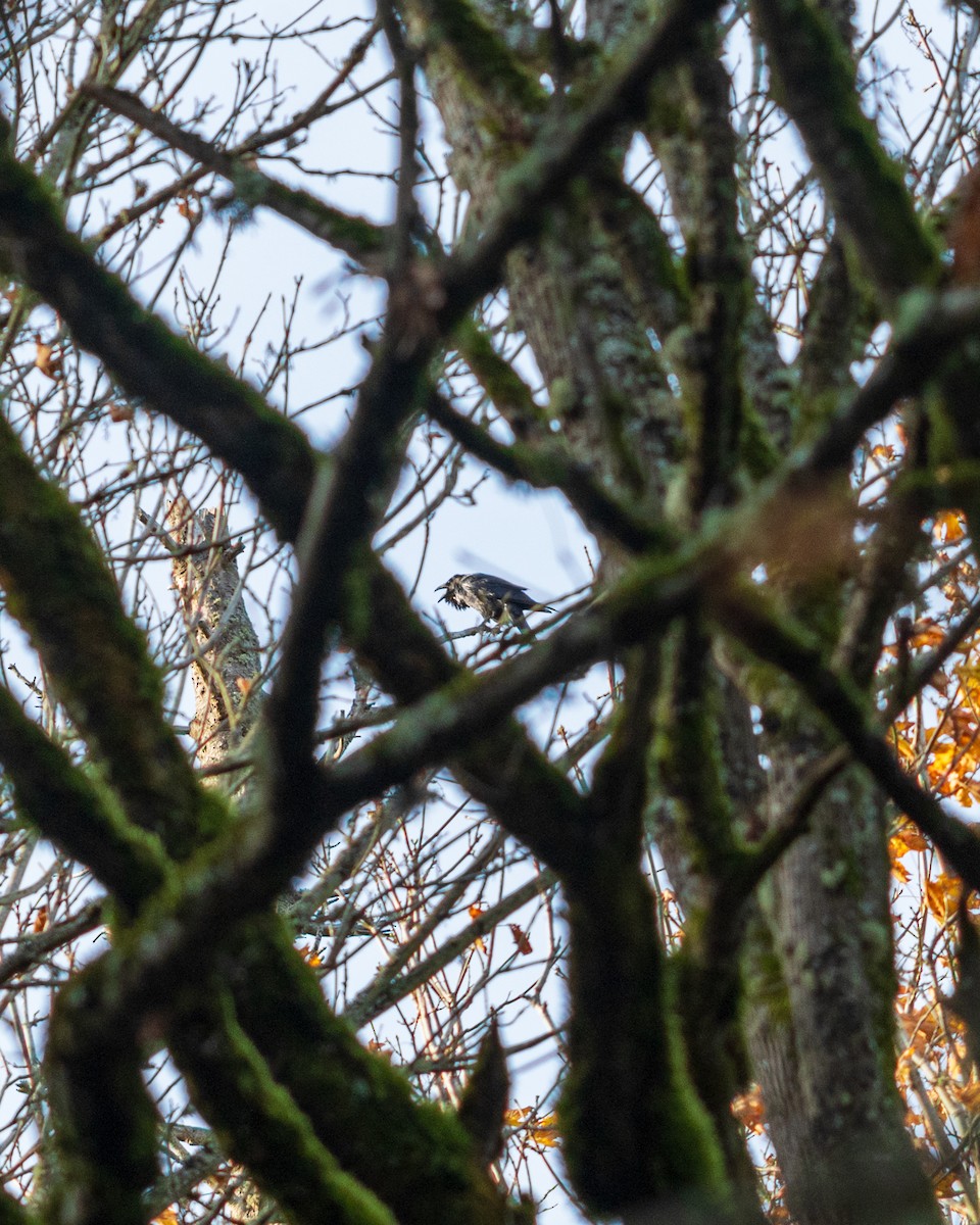 Cuervo Grande - ML645034109