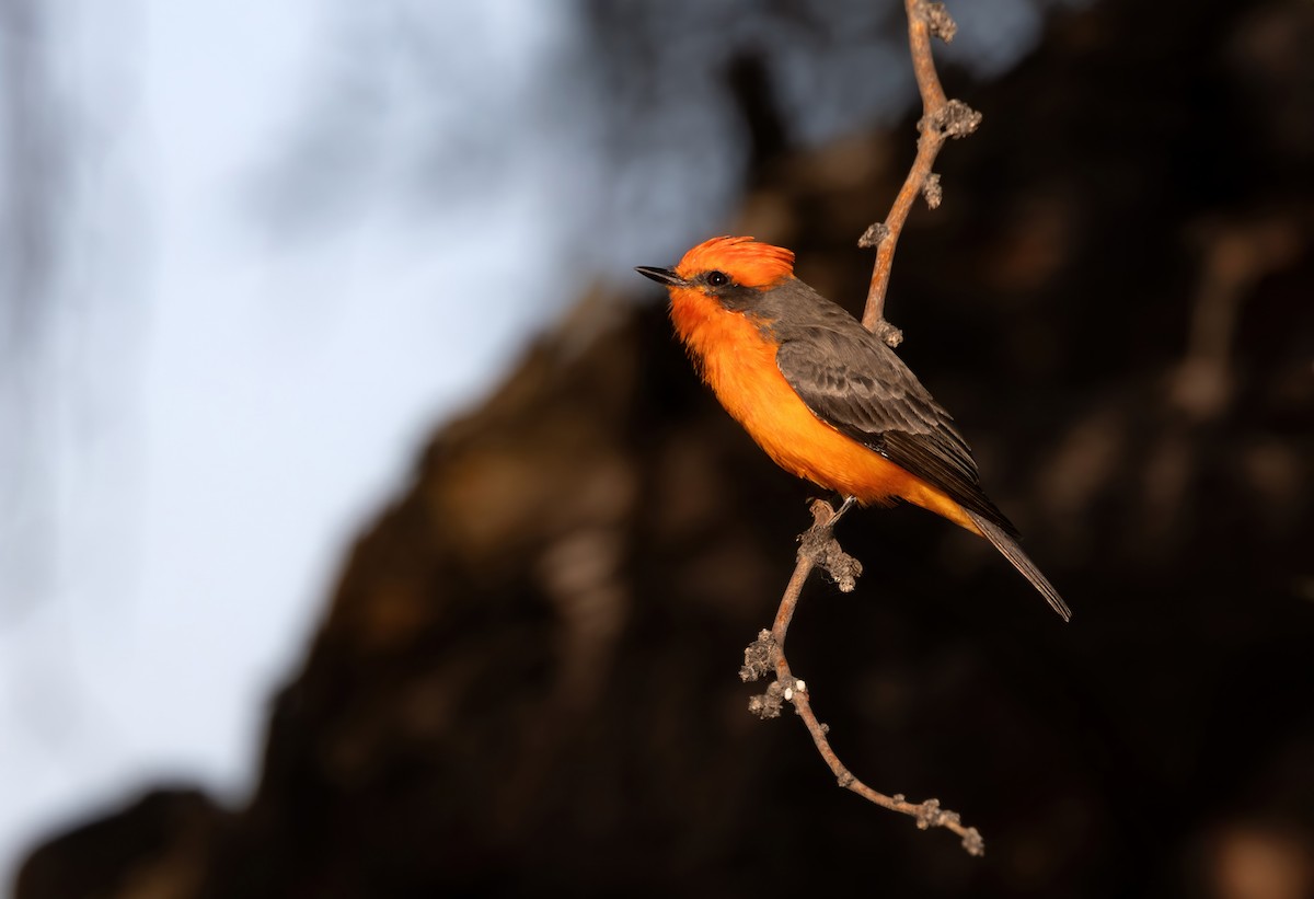 Vermilion Flycatcher - ML645034114