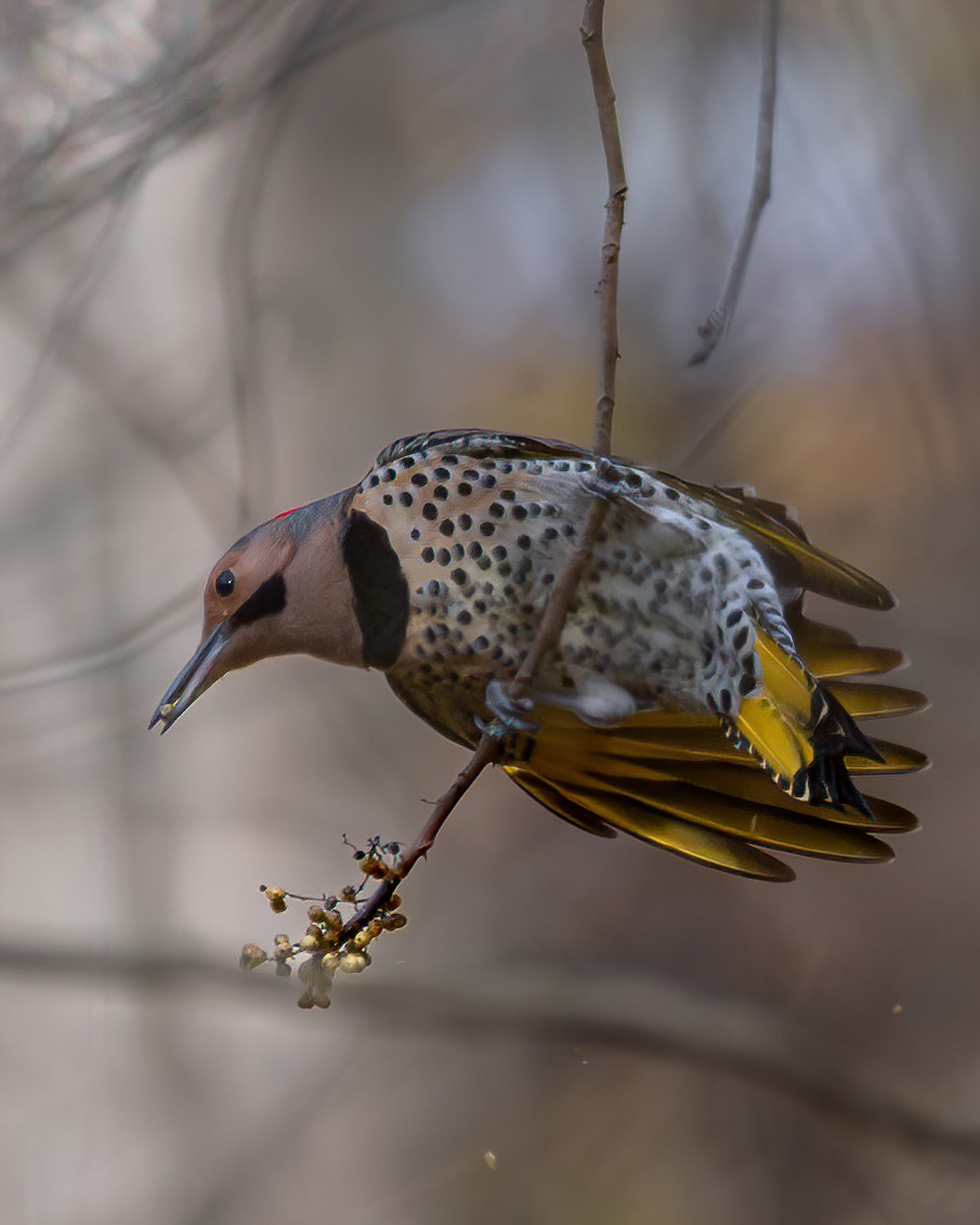 Northern Flicker - ML645034117