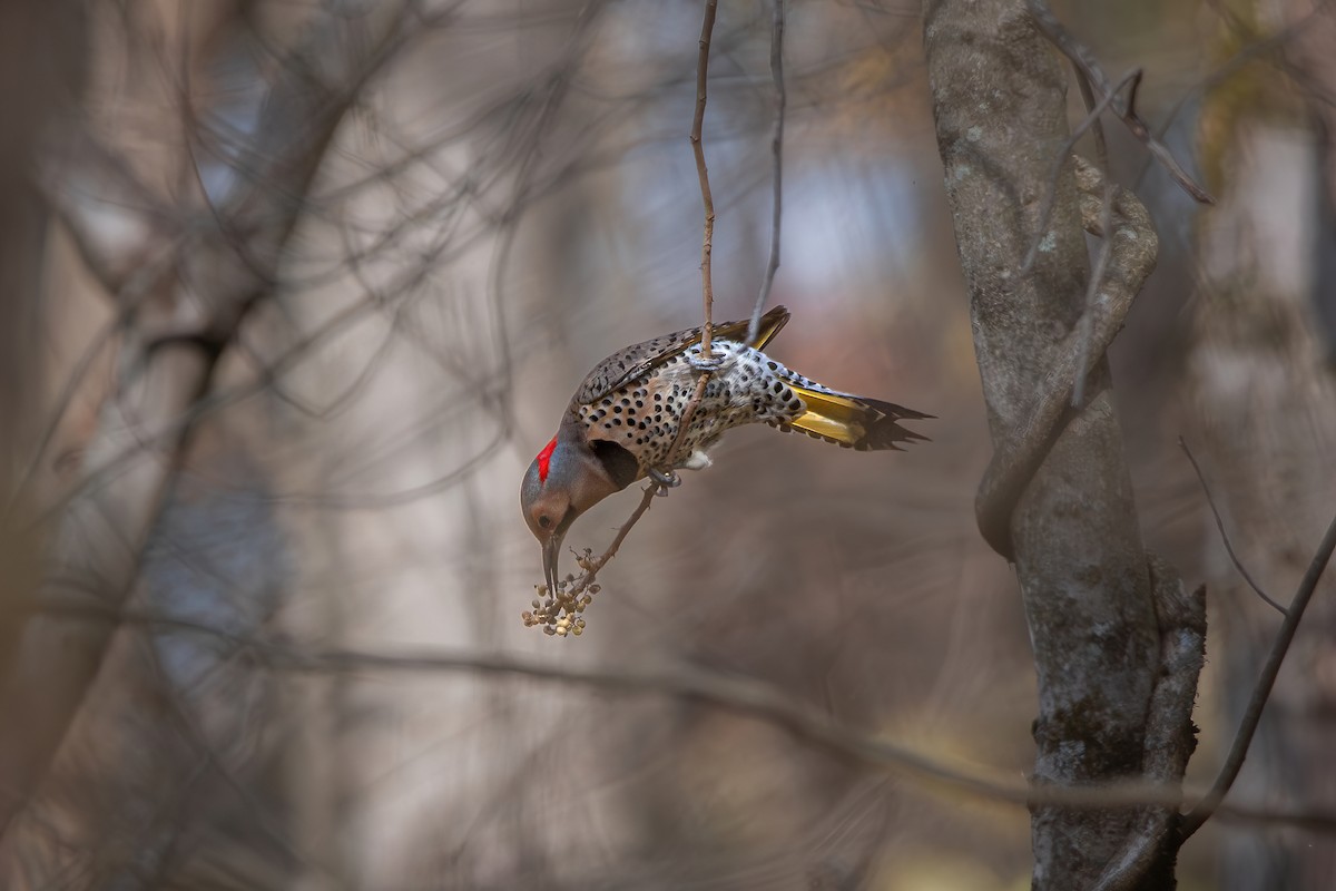 Northern Flicker - ML645034118
