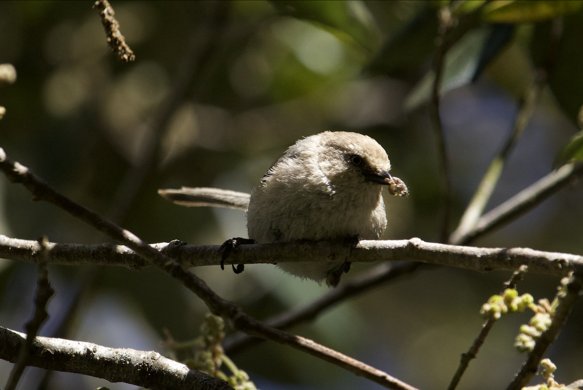 mlynařík americký - ML645034120