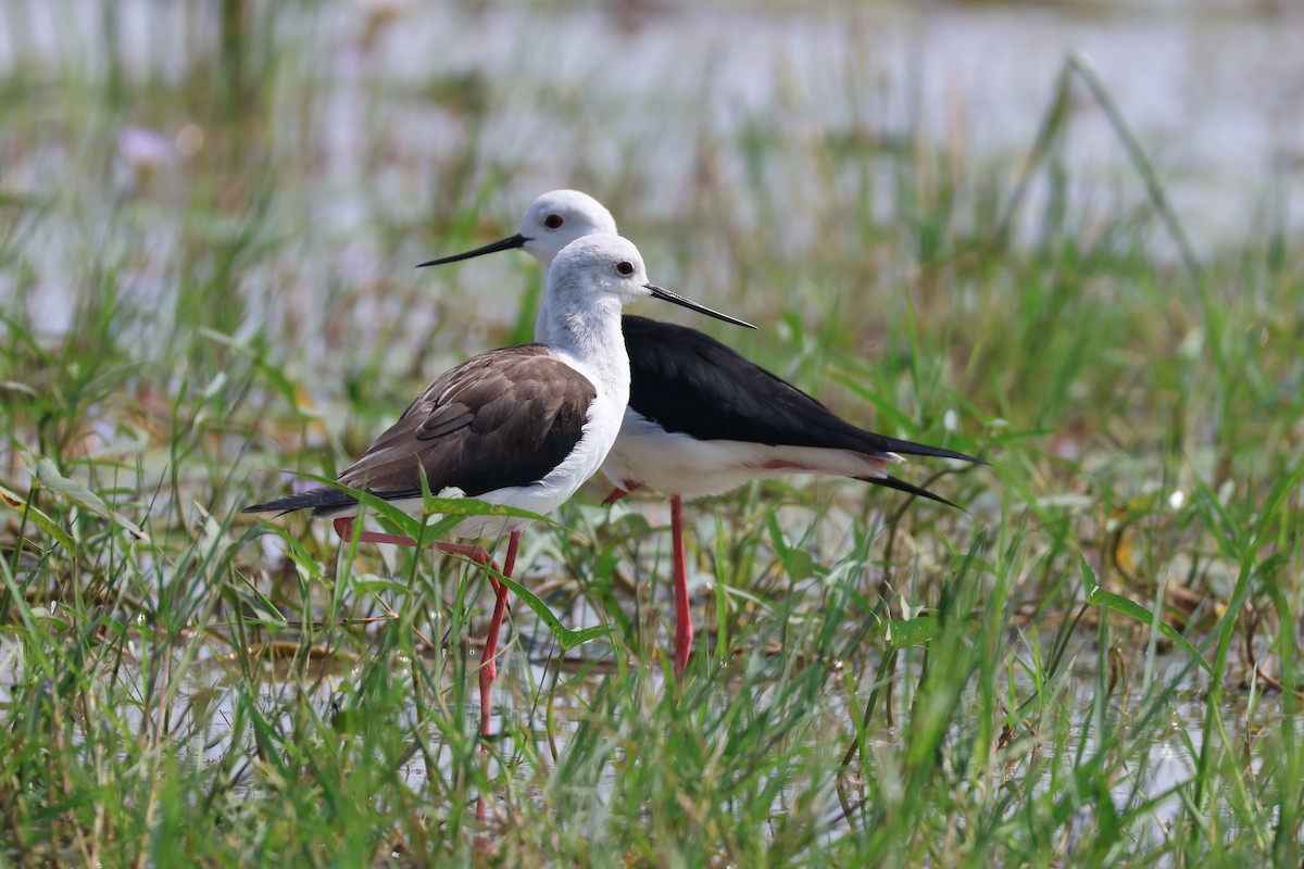 高蹺鴴 - ML645034122