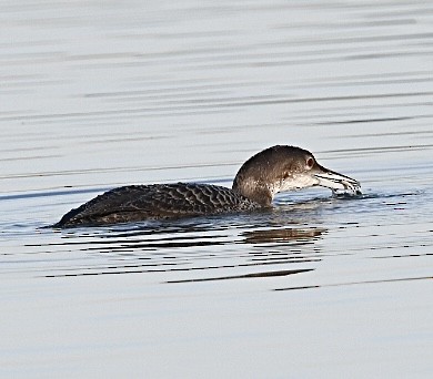 Common Loon - ML645034124
