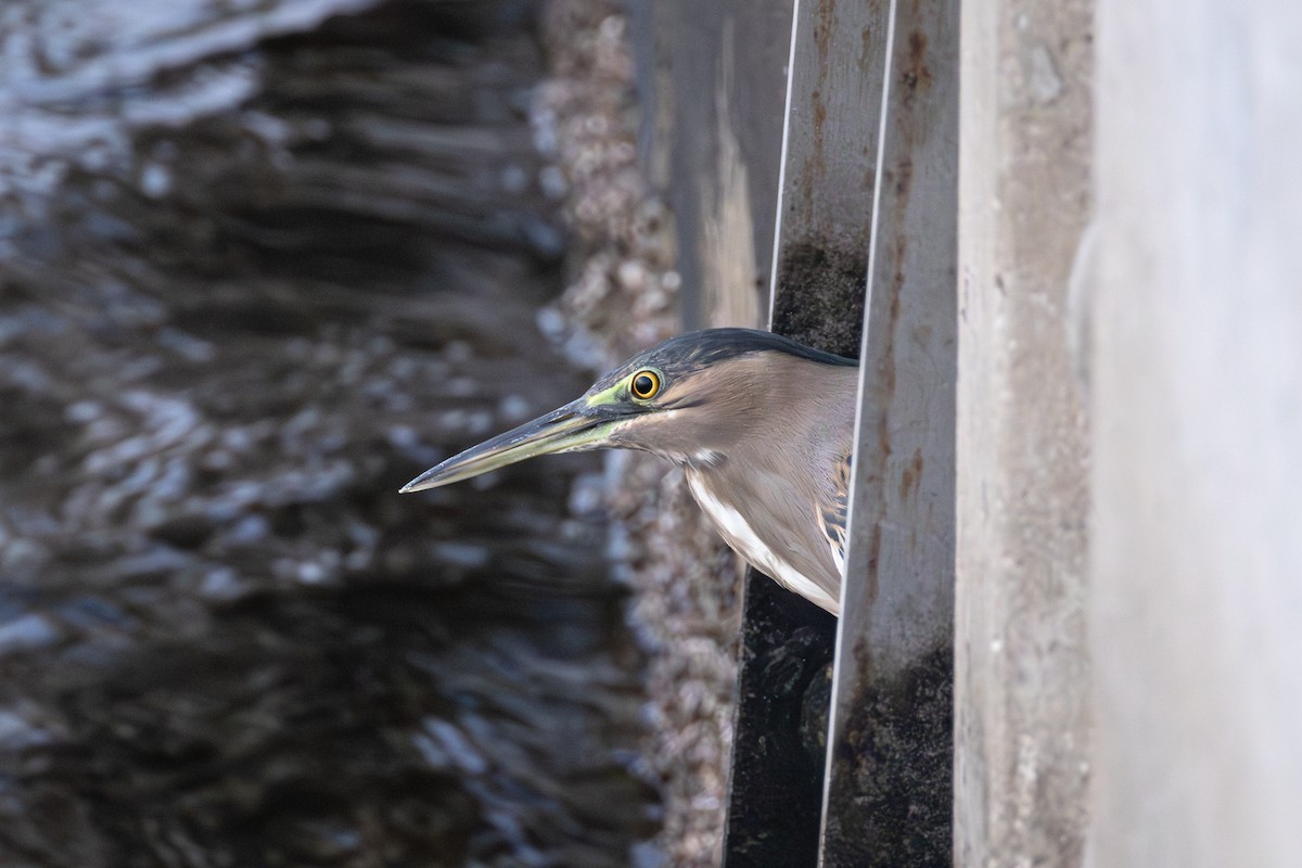 אפית מנגרובים - ML645034130
