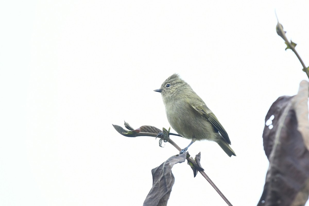 Yellow-browed Tit - ML645034133