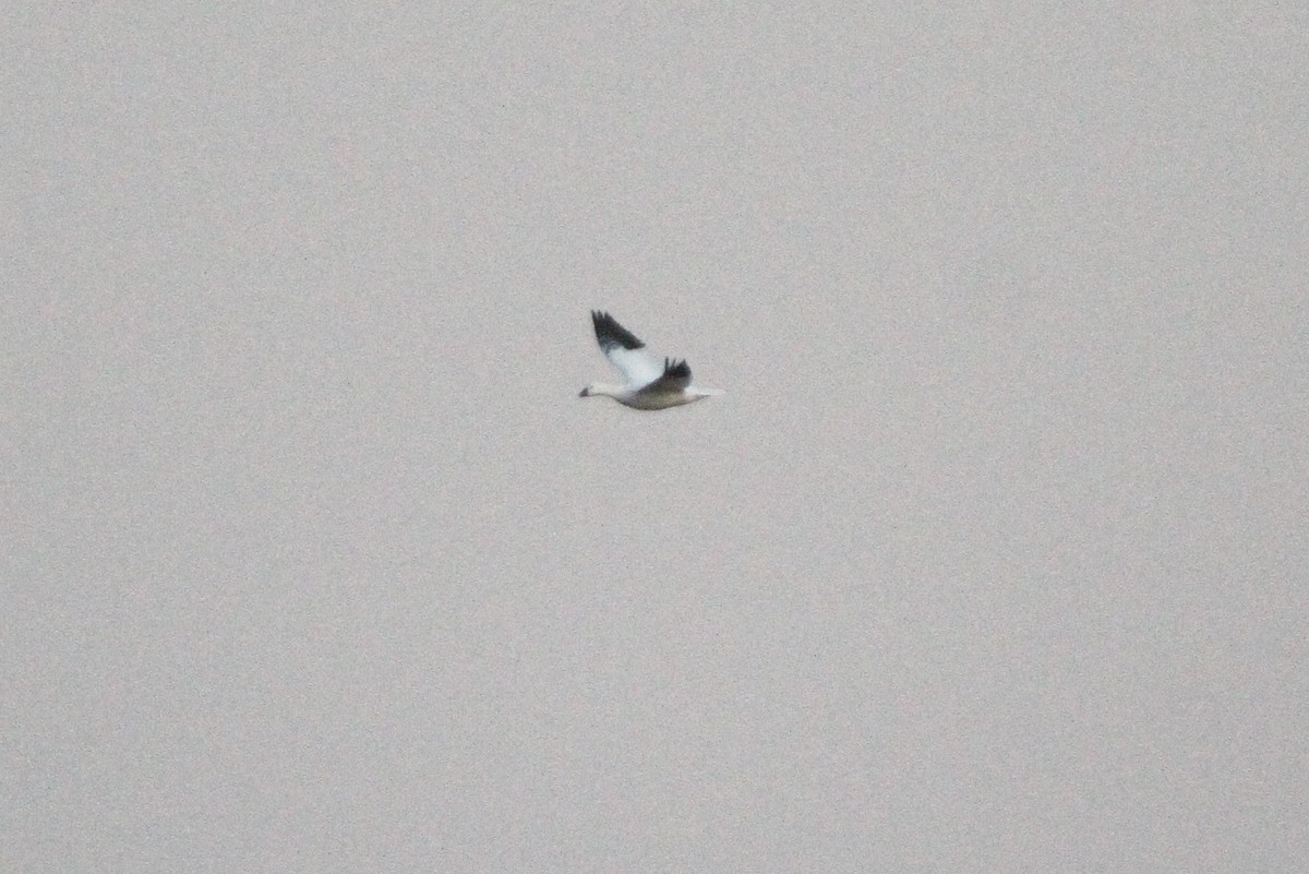 Snow/Ross's Goose - ML645034134