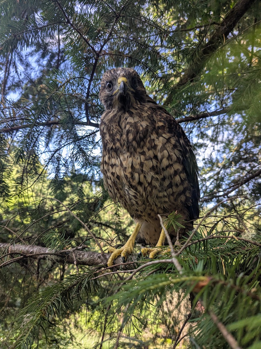 Red-shouldered Hawk - ML645034137