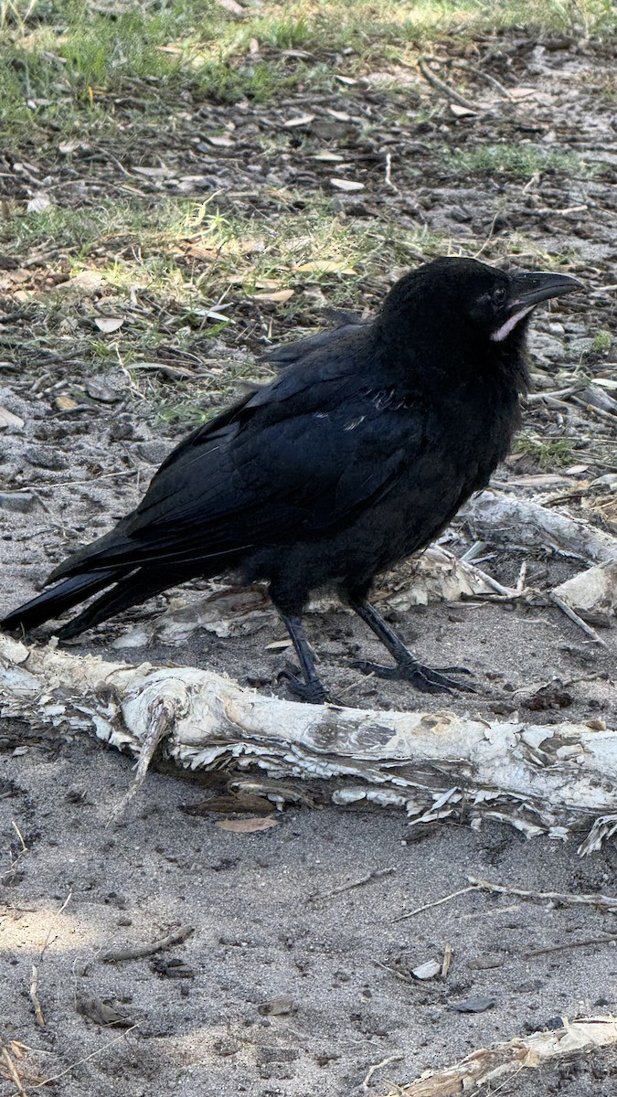 Australian Raven - ML645034138