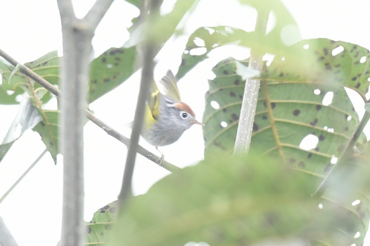 栗頭鶲鶯 - ML645034139