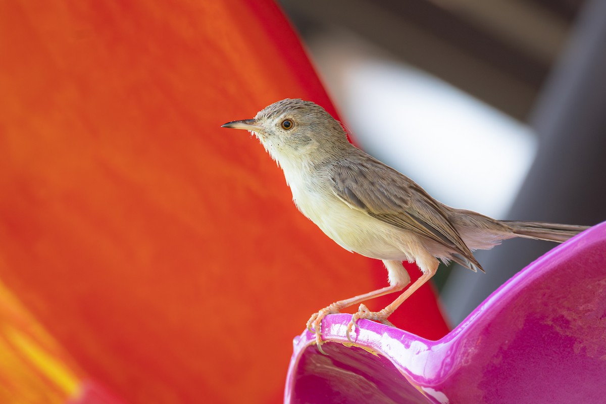 Delicate Prinia - ML645034140