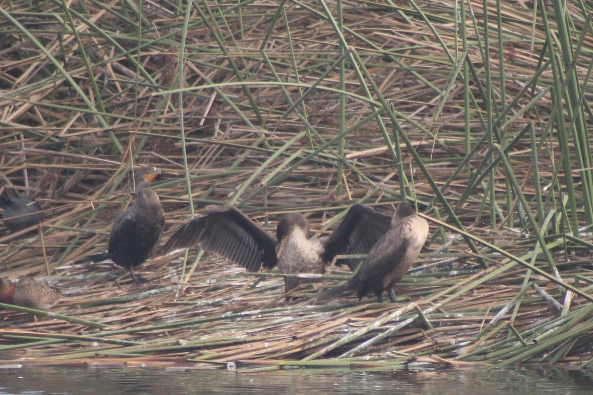 Double-crested Cormorant - ML645034141