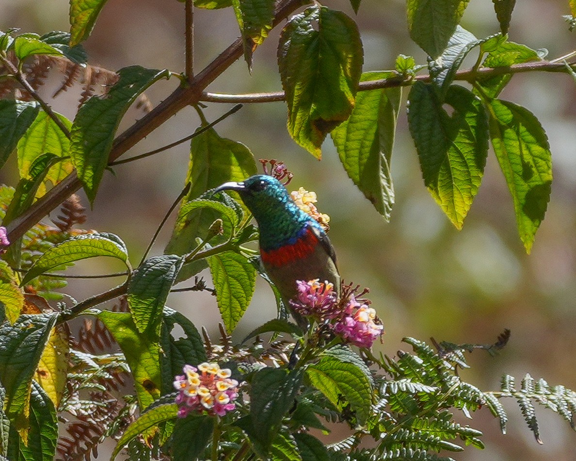 Usambara Double-collared Sunbird - ML645034142
