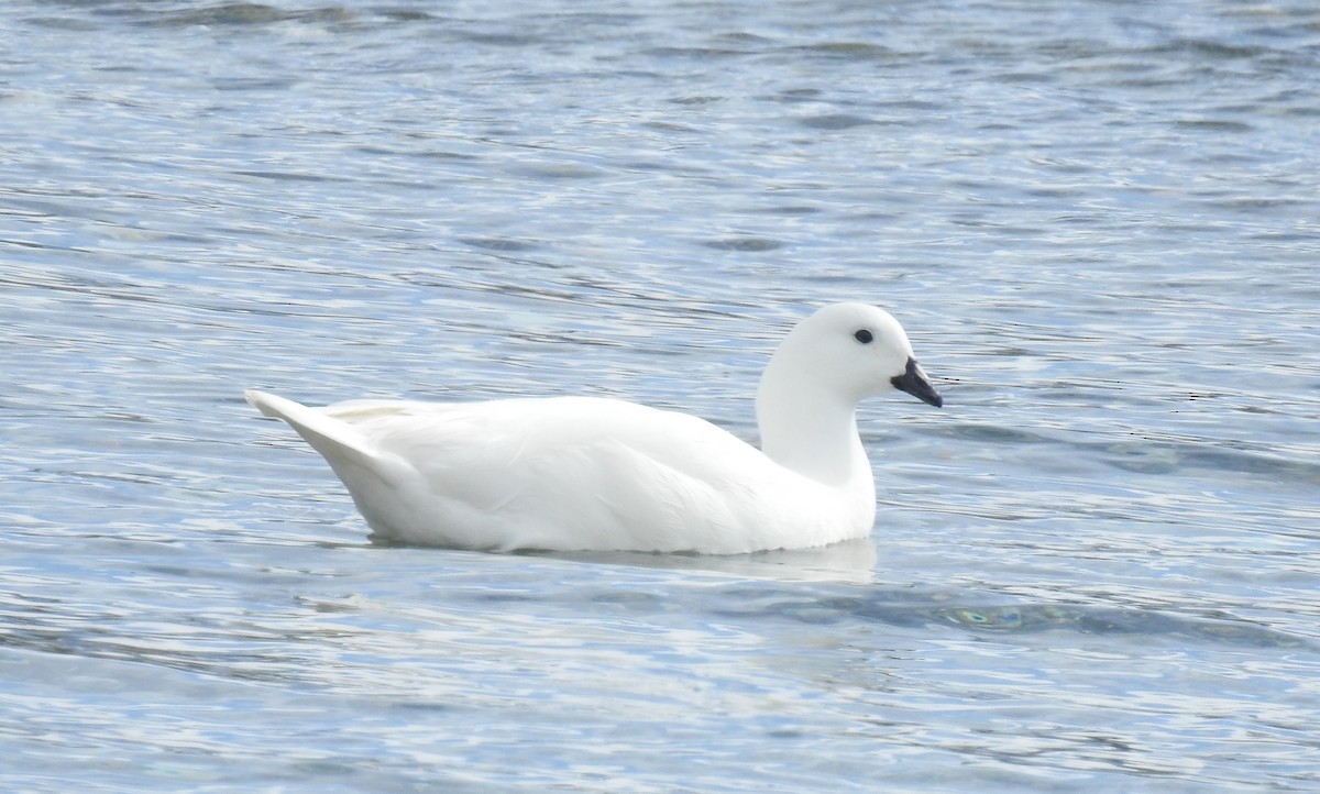 Kelp Goose - ML645034144