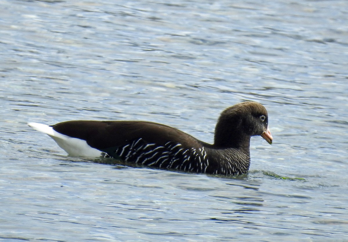 Kelp Goose - ML645034147