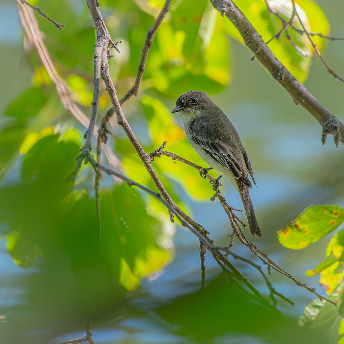 Eastern Phoebe - ML645034149