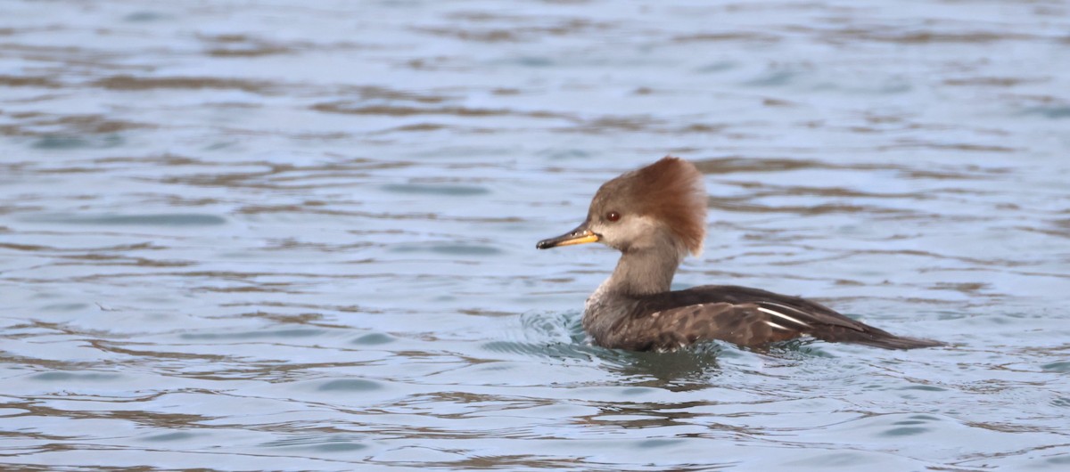 Hooded Merganser - ML645034152