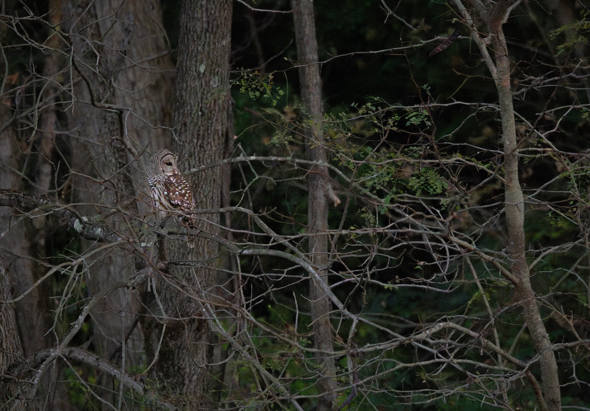 Barred Owl - ML645034155
