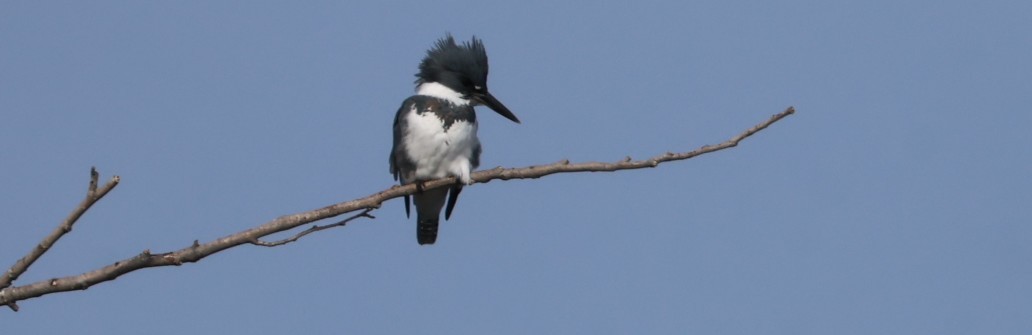 Belted Kingfisher - ML645034159