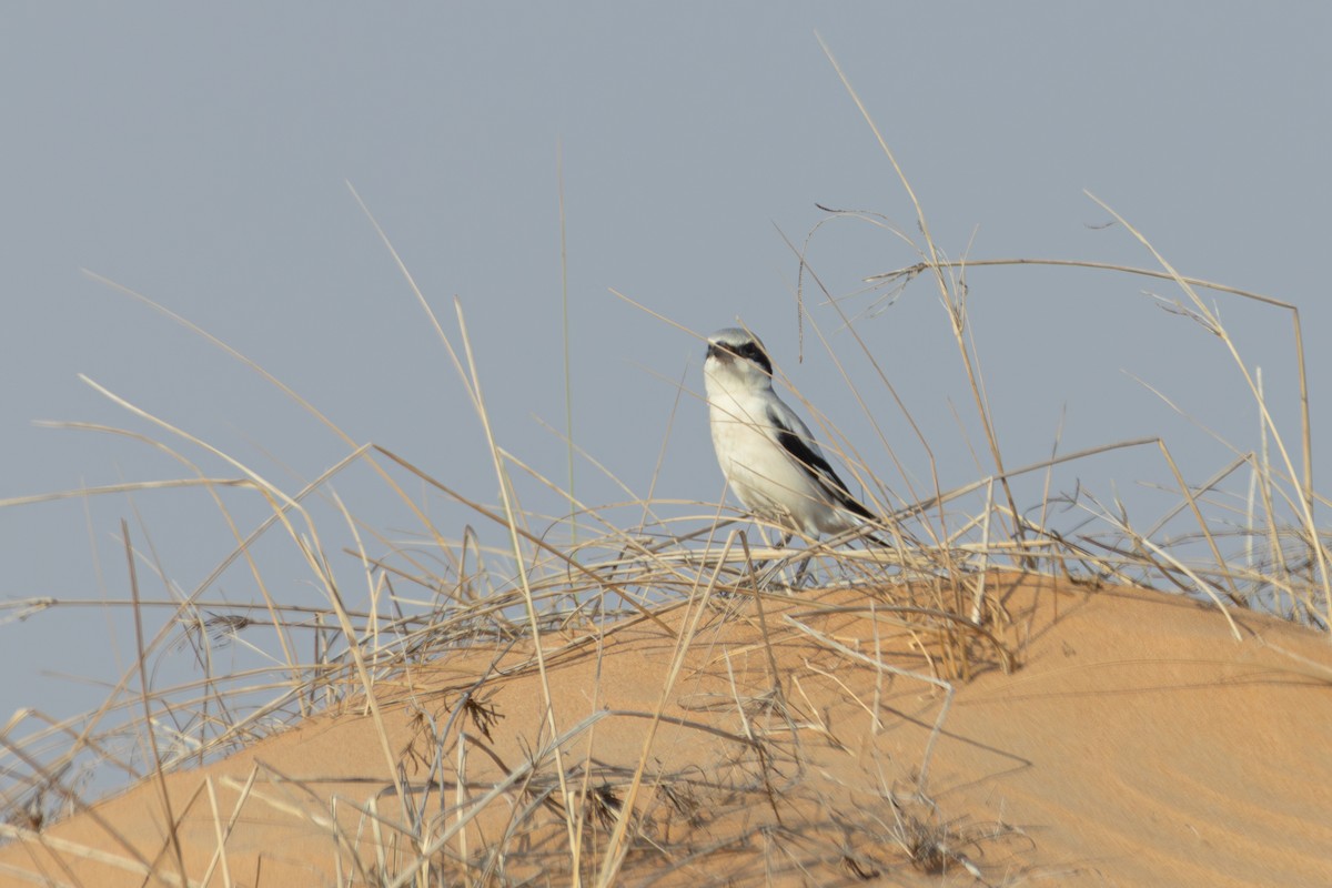 西方灰伯勞 - ML645034160