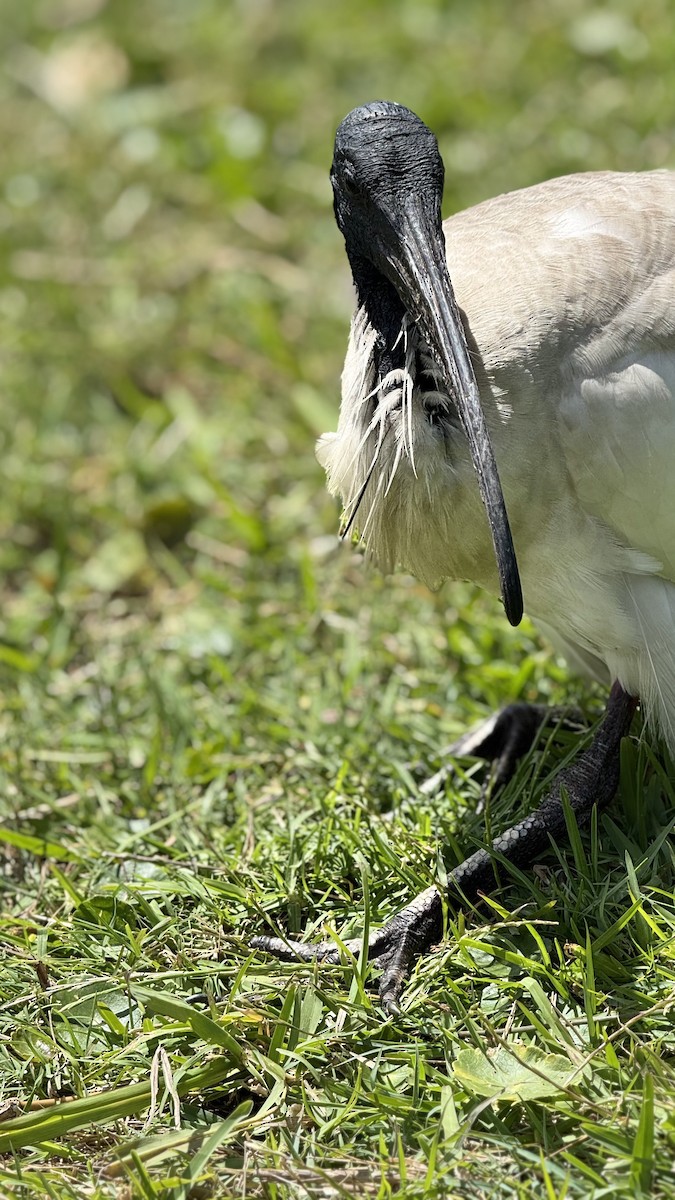 ibis australský - ML645034161