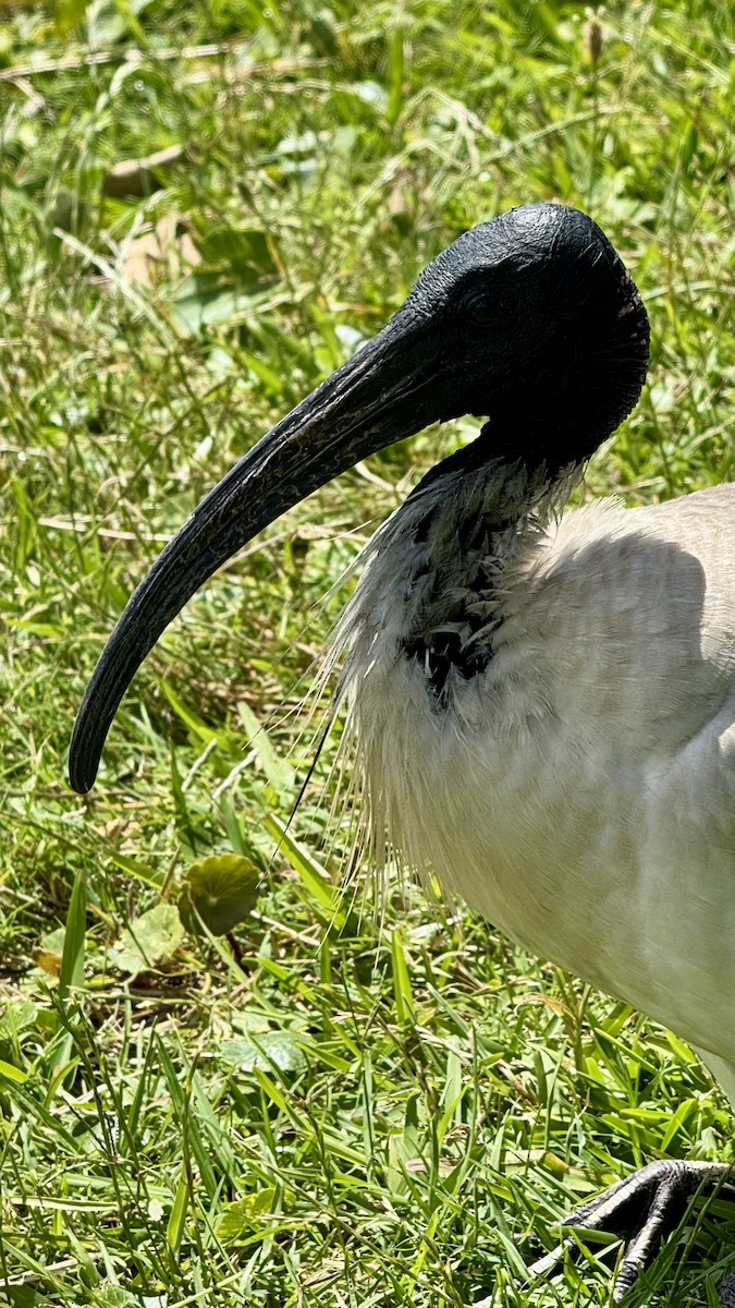 Australian Ibis - ML645034162