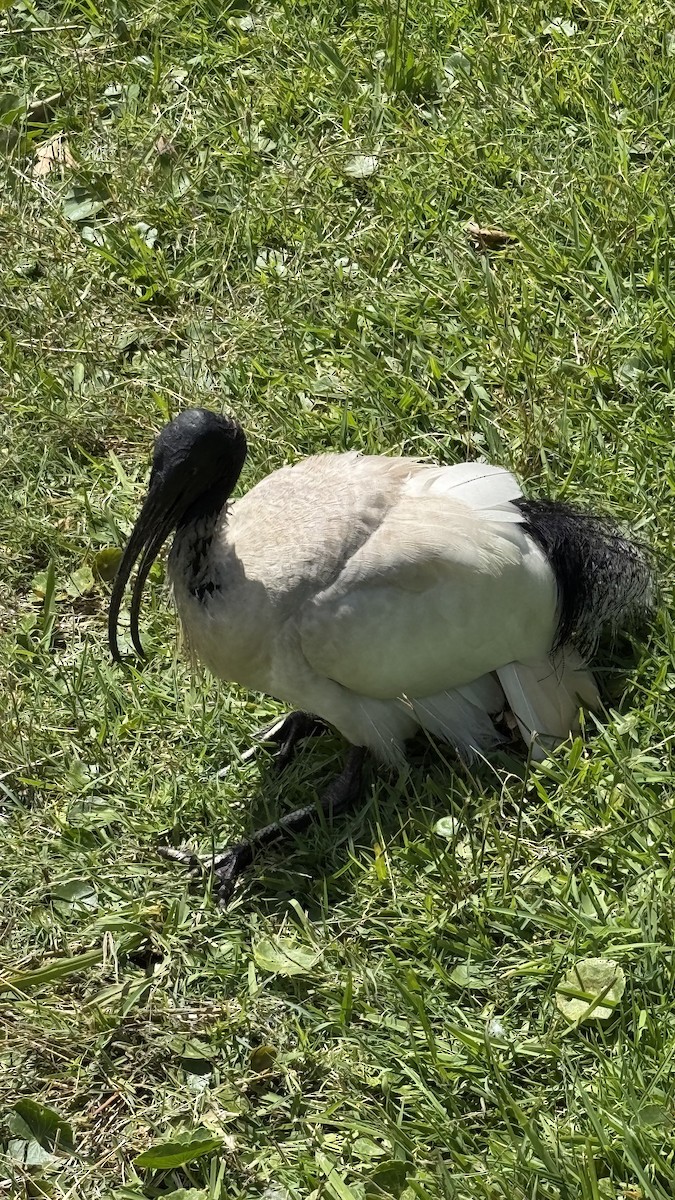 Australian Ibis - ML645034163