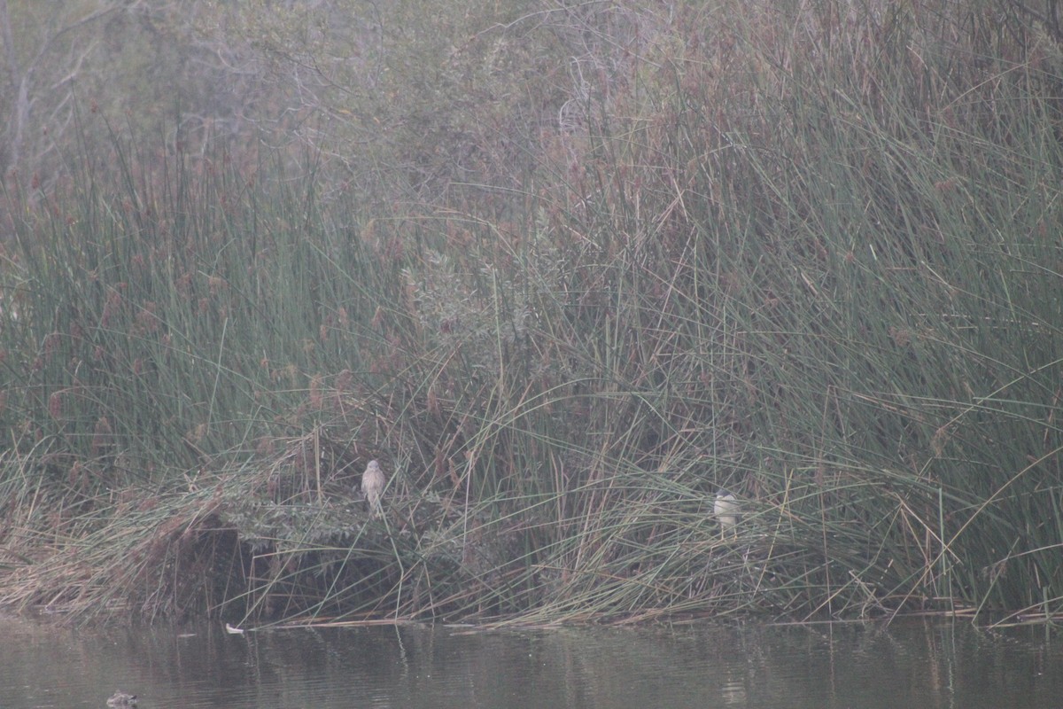 夜鷺 - ML645034164