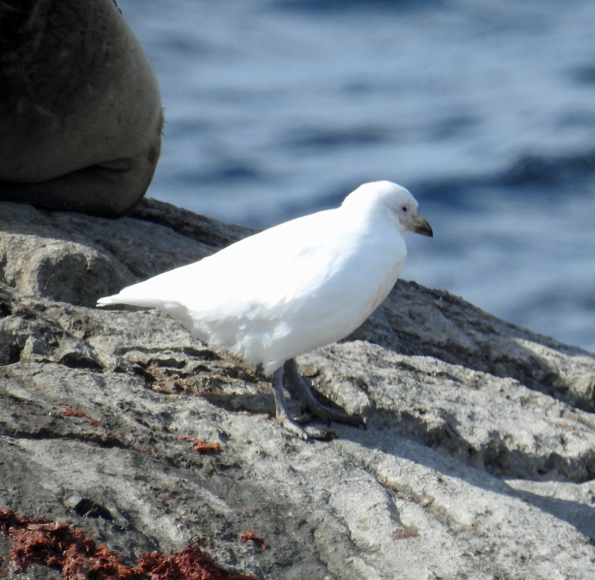Snowy Sheathbill - ML645034166