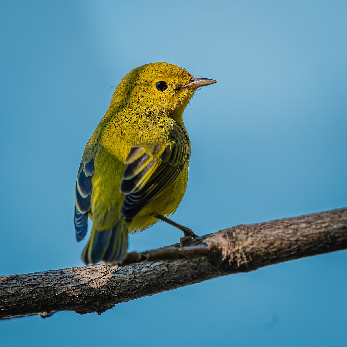 Northern Yellow Warbler - ML645034167