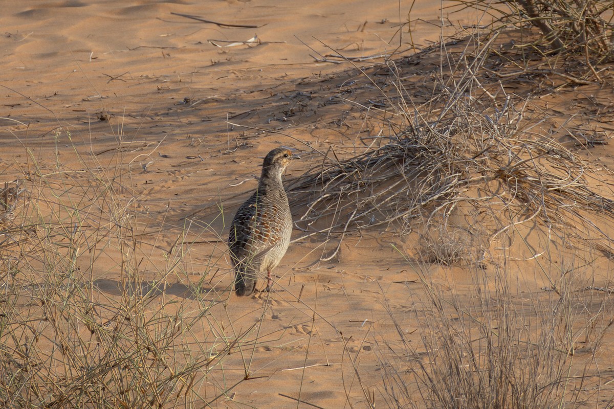 Gray Francolin - ML645034168