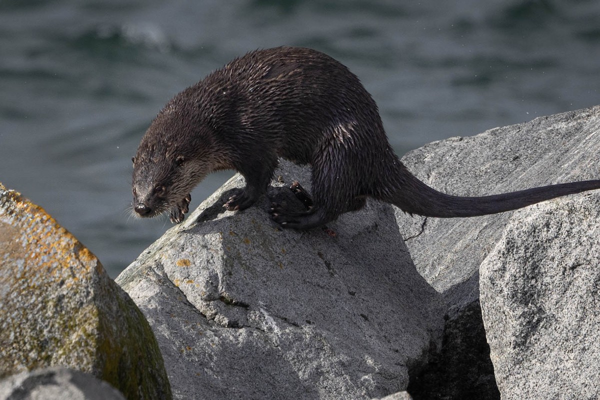 North American River Otter - ML645034187