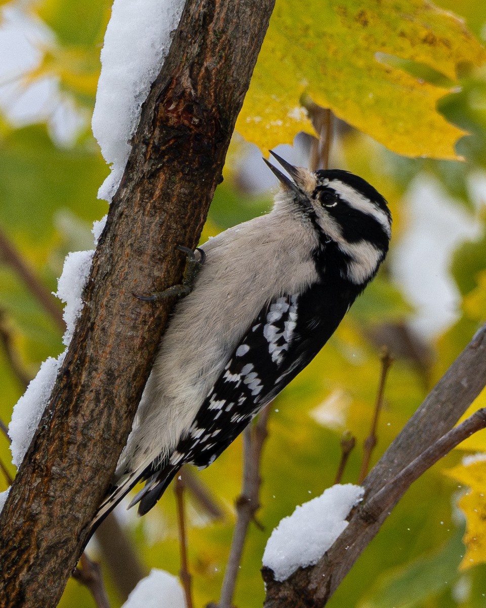 Downy Woodpecker - ML645034188