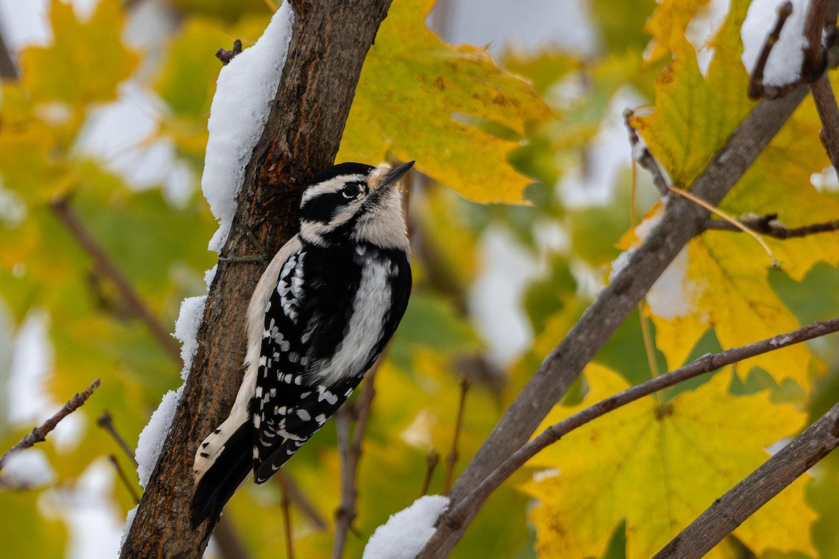 Downy Woodpecker - ML645034189
