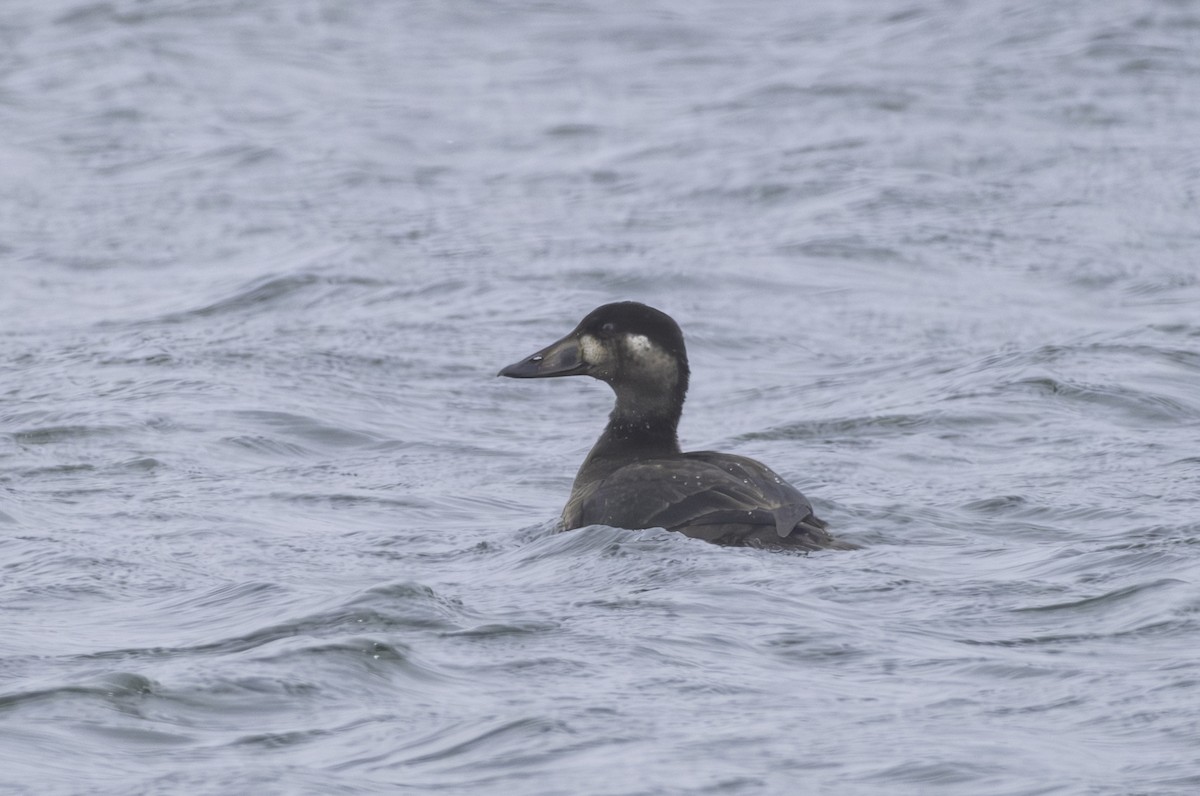 Surf Scoter - ML645034198