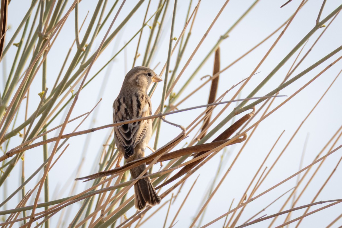 vrabec domácí - ML645034199