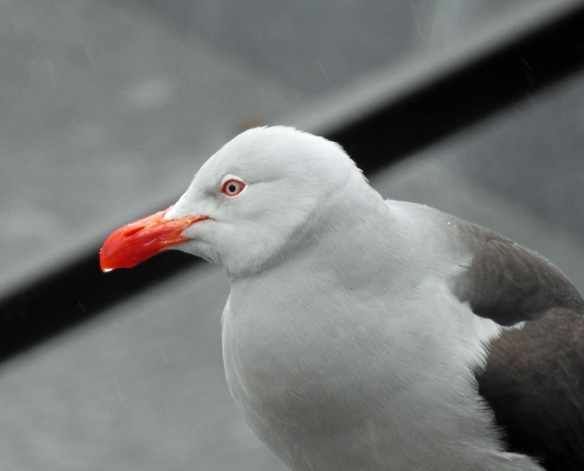 Dolphin Gull - ML645034202