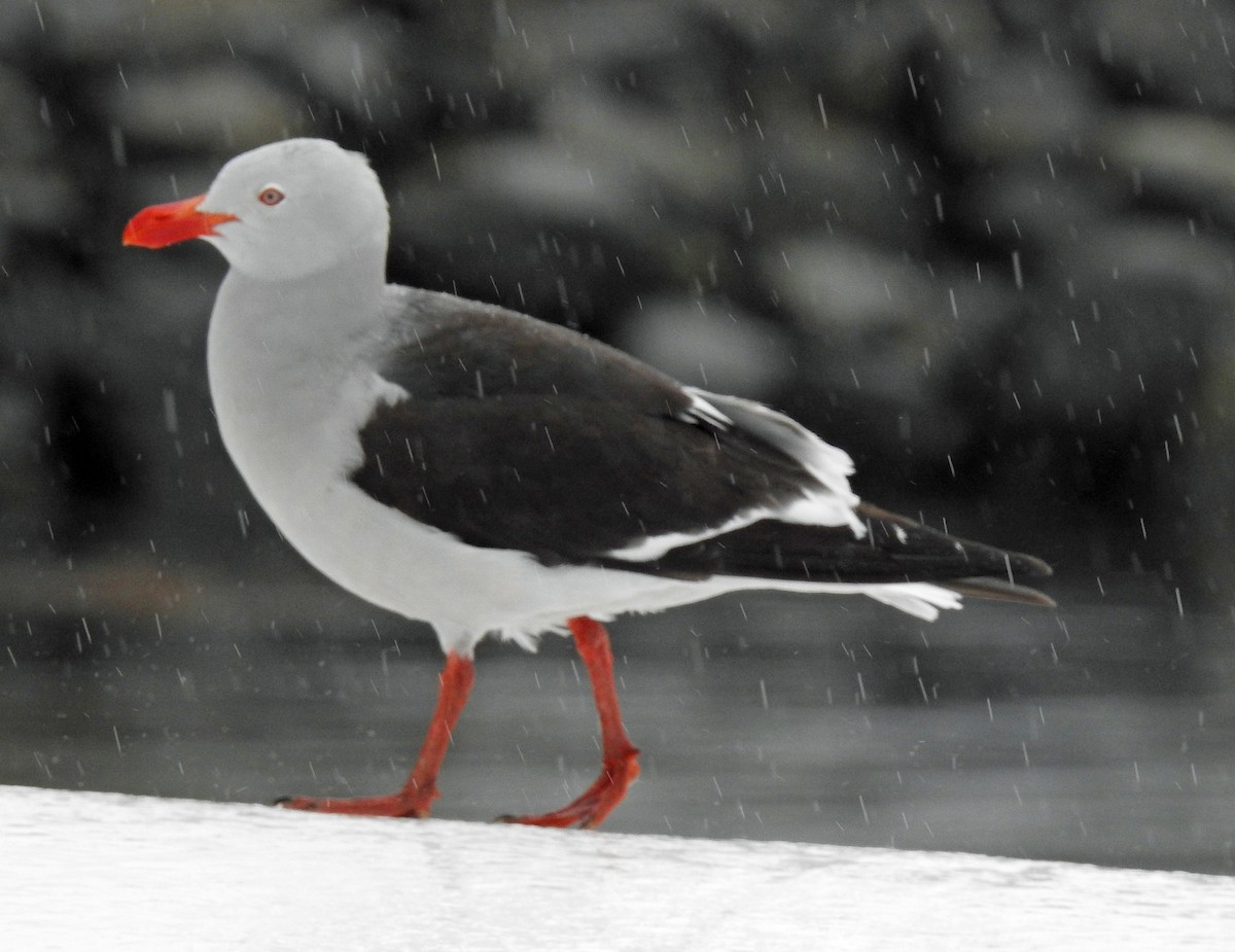 Dolphin Gull - ML645034203