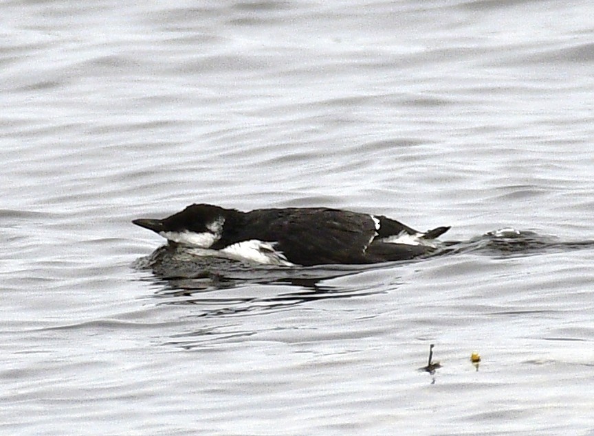 Thick-billed Murre - ML645034204